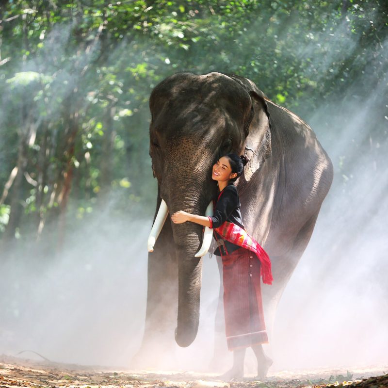 Beautiful young Asian woman dressed in traditional native dress and elephant in forest of village Surin Thailand