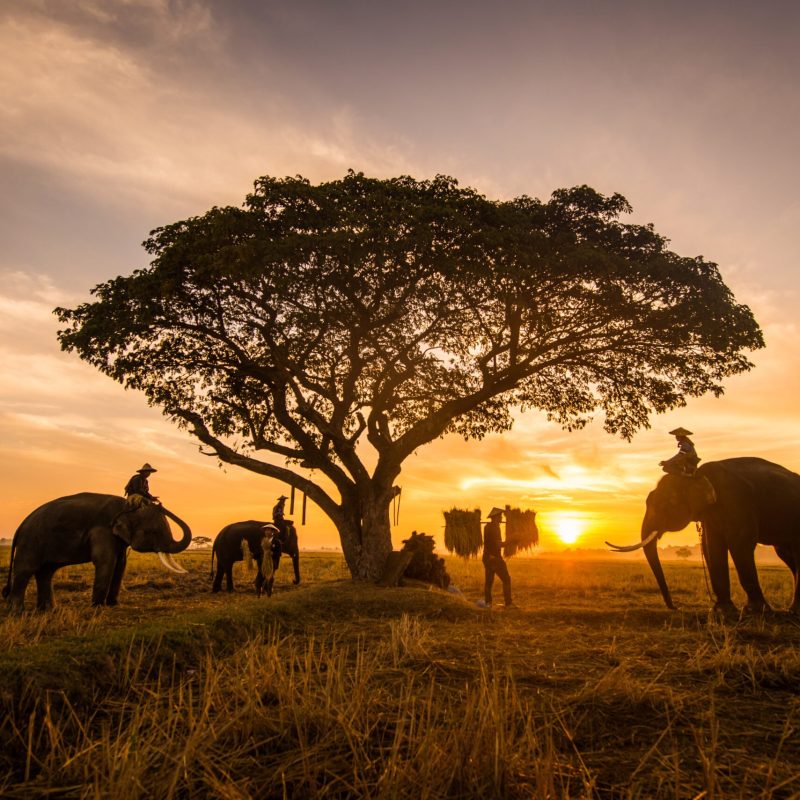 Ellephants and farmers in asian countryside at sunrise, Thailand - Thai elephants in Surin region, daily life in the nature